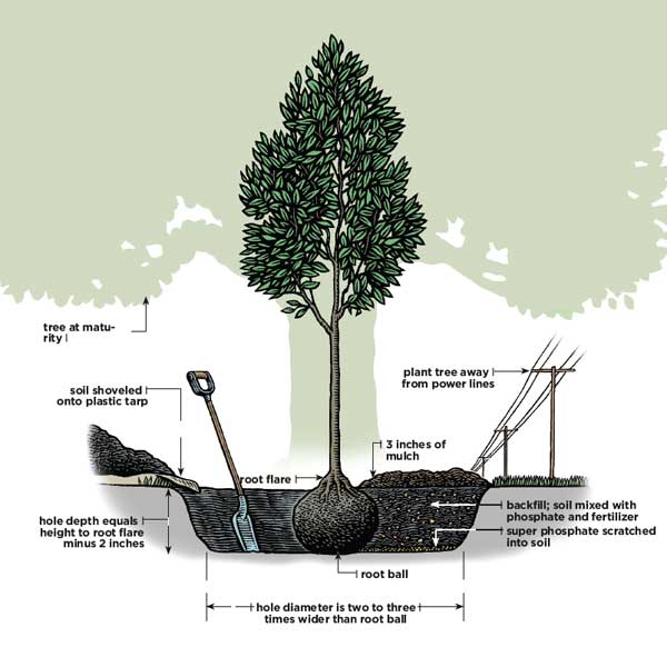 How To Plant A Tree StepbyStep Instructions